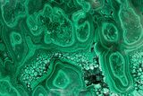 Huge, Flowery Polished Malachite Specimen ( lbs) - Congo #301583-3